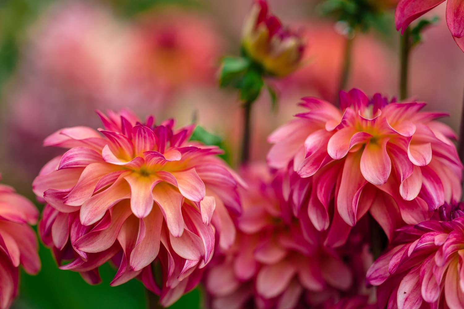 Dahlie 'Belfloor'